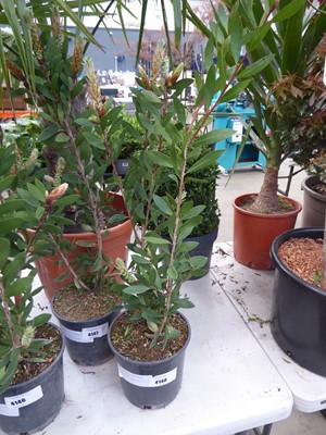 Lot 4148 - Large Bottlebrush