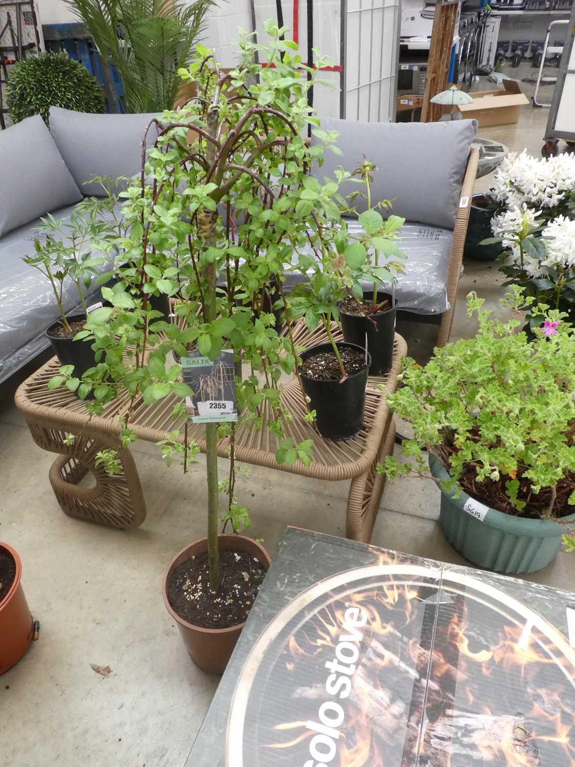 Lot 2355 - Potted Kilmarnock Salix tree