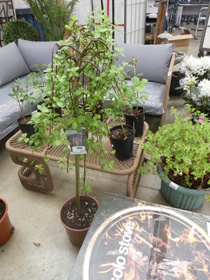 Lot 2355 - Potted Kilmarnock Salix tree