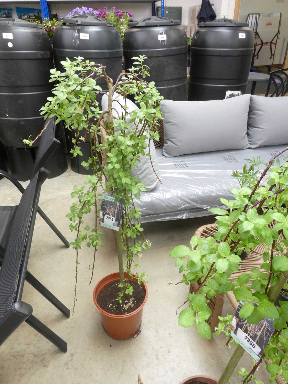 Lot 2356 - Potted Kilmarnock Salix tree