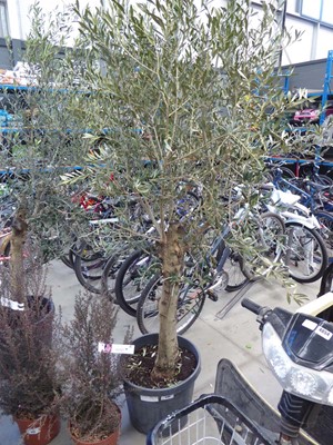 Lot 4135 - Extra Large Olive Tree