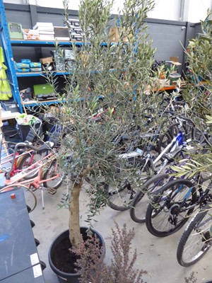 Lot 4136 - Extra Large Olive Tree