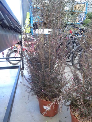 Lot 4137 - Leptospermum Winter Cheer