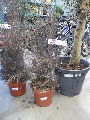 Lot 4138 - Leptospermum Winter Cheer