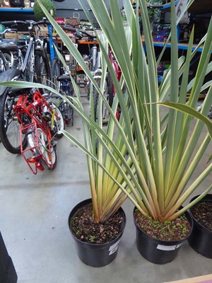 Lot 4139 - Extra Large Phormium