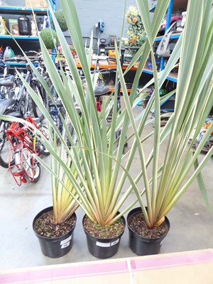 Lot 4140 - Extra Large Phormium