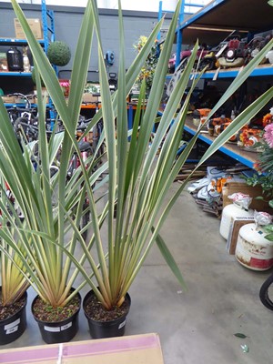 Lot 4141 - Extra Large Phormium