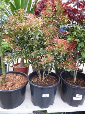 Lot 4150 - Extra Large Pieris