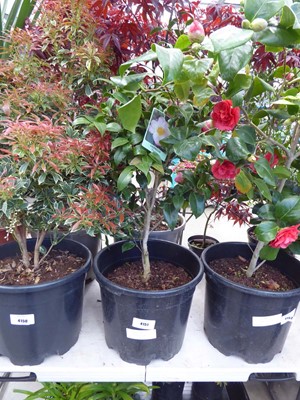Lot 4151 - Large Camellia (Var) Tiptoe