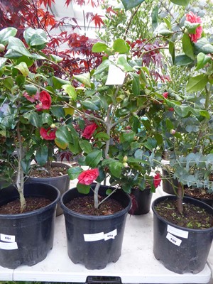 Lot 4152 - Large Camellia (Var) Pink Peony Farm
