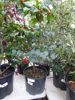 Lot 4153 - Eucalyptus