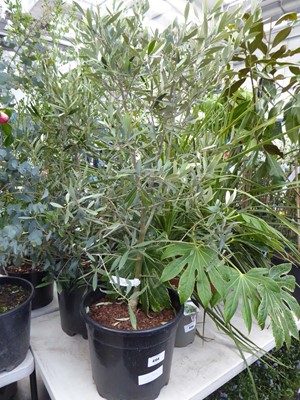 Lot 4154 - Large Olive Tree