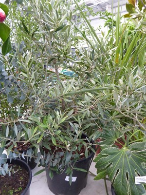 Lot 4155 - Large Olive Tree