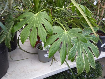 Lot 4156 - Fatsia (Var) Spiders Web