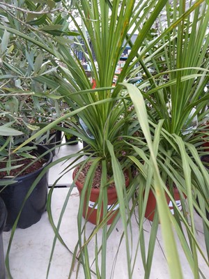 Lot 4157 - Large Cordyline