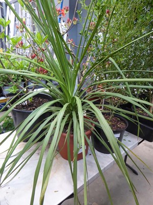 Lot 4158 - Large Cordyline