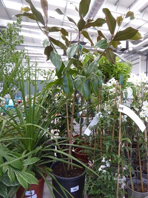 Lot 4159 - Magnolia (Var) Grandiflora