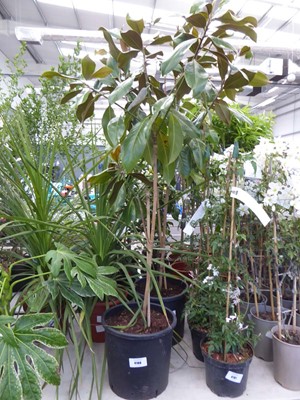 Lot 4160 - Magnolia (Var) Grandiflora