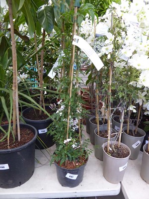 Lot 4161 - Jasminum Polyanthum
