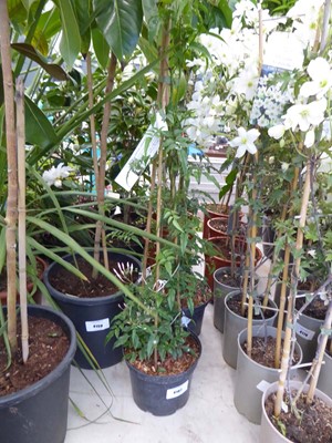 Lot 4162 - Jasminum Polyanthum