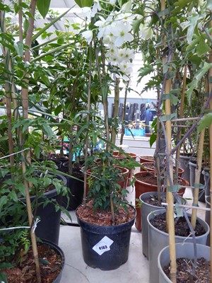 Lot 4163 - Jasminum Polyanthum