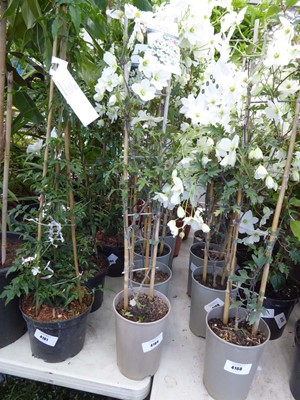 Lot 4164 - Clematis (Var) Avalanche