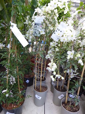 Lot 4165 - Clematis (Var) Avalanche