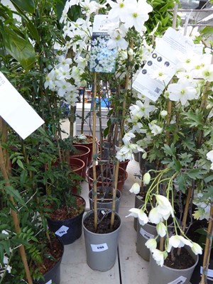 Lot 4166 - Clematis (Var) Avalanche