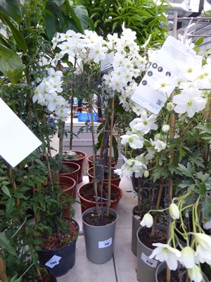 Lot 4167 - Clematis (Var) Avalanche