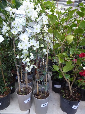 Lot 4168 - Clematis (Var) Avalanche