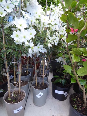 Lot 4169 - Clematis (Var) Avalanche