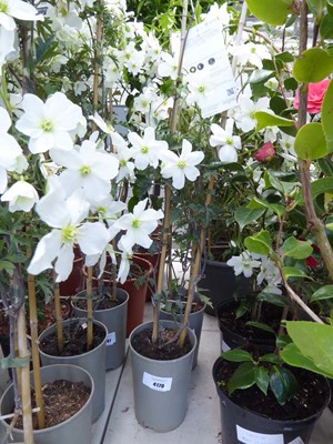 Lot 4170 - Clematis (Var) Avalanche