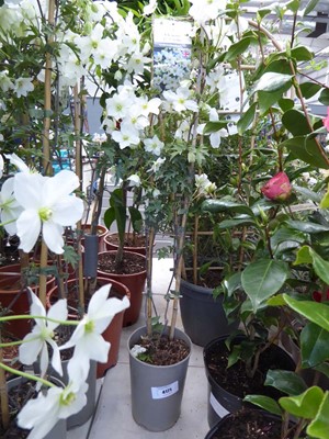 Lot 4171 - Clematis (Var) Avalanche
