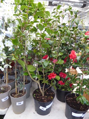 Lot 4172 - Large Camilia Red Flowers