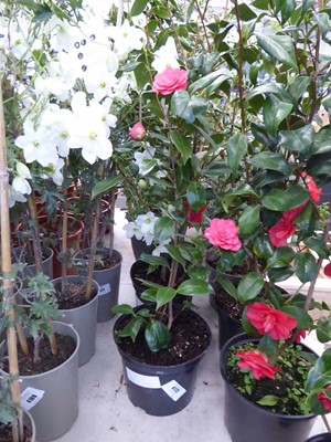Lot 4173 - Large Camilia Red Flowers