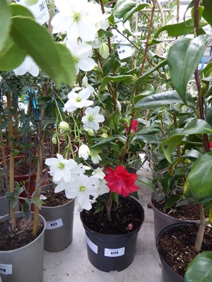 Lot 4174 - Large Camilia Red Flowers