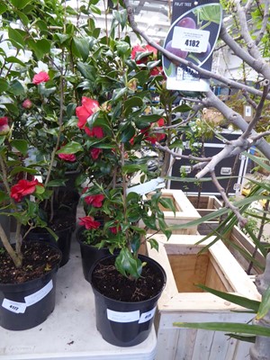 Lot 4175 - Large Camilia Red Flowers
