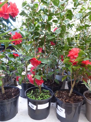 Lot 4176 - Large Camilia Red Flowers