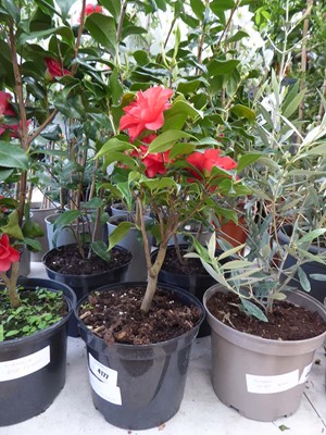 Lot 4177 - Large Camilia Red Flowers