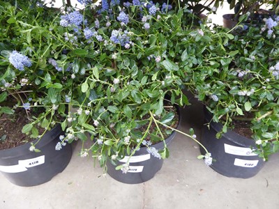 Lot 4179 - Ceanothus Ball