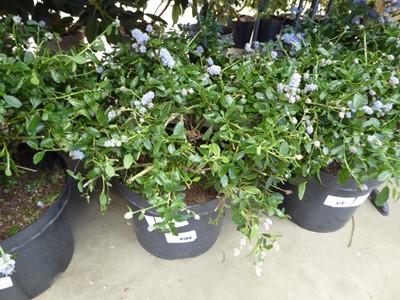 Lot 4180 - Ceanothus Ball