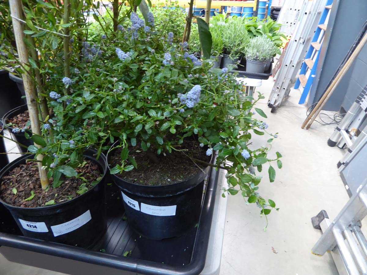 Lot 4215 - Ceanothus Ball