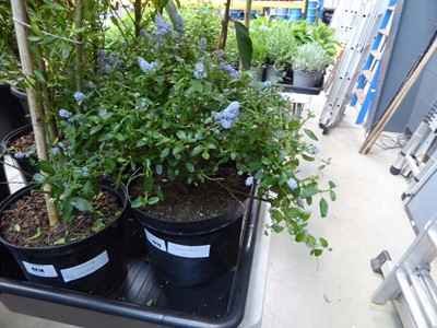 Lot 4181 - Ceanothus Ball