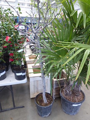 Lot 4182 - Large Fig Tree