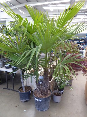 Lot 4183 - Extra Large Trachycarpus Palm