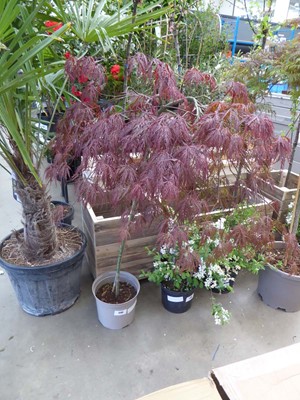 Lot 4184 - Standard Large Acer (Var) Skeeters Broom