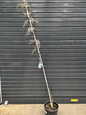 Lot 4194 - Large Wisteria Floribunda