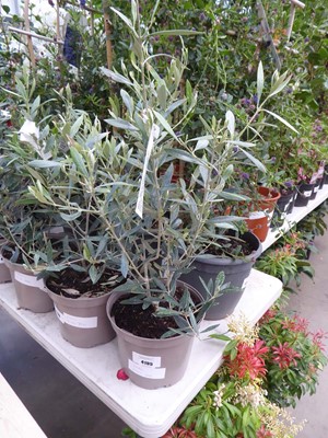 Lot 4195 - Small Olive Tree