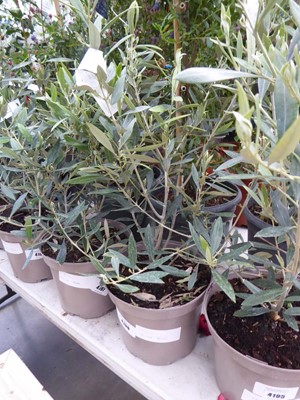 Lot 4196 - Small Olive Tree