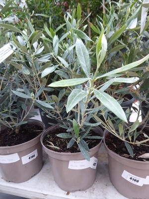 Lot 4197 - Small Olive Tree